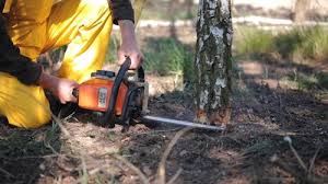 Best Weed Control  in Lopezville, TX