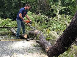 Best Hedge Trimming  in Lopezville, TX