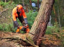 Best Utility Line Clearance  in Lopezville, TX