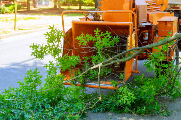 Best Fruit Tree Pruning  in Lopezville, TX