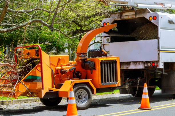 Lopezville, TX Tree Services Company