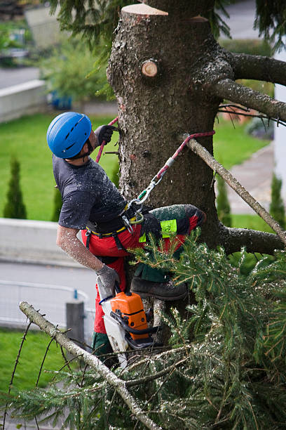 Best Lawn Watering Services  in Lopezville, TX