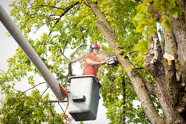 How Our Tree Care Process Works  in  Lopezville, TX