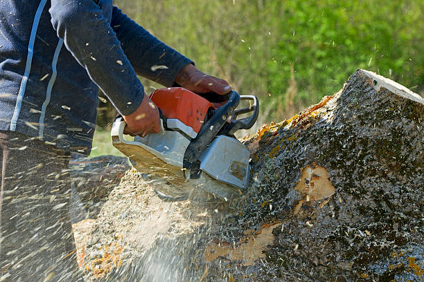 Best Lawn Drainage Solutions  in Lopezville, TX