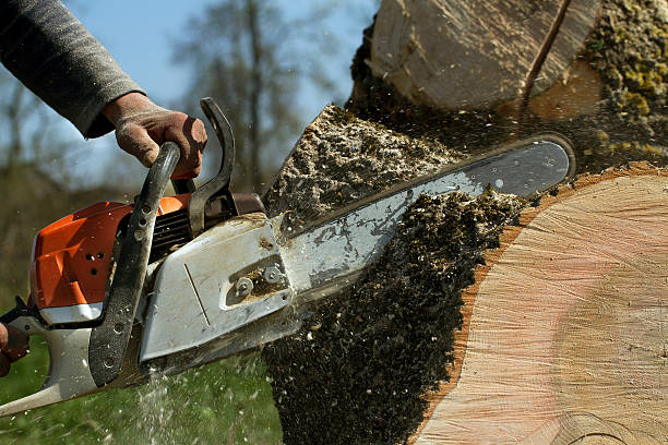 Best Storm Damage Tree Cleanup  in Lopezville, TX